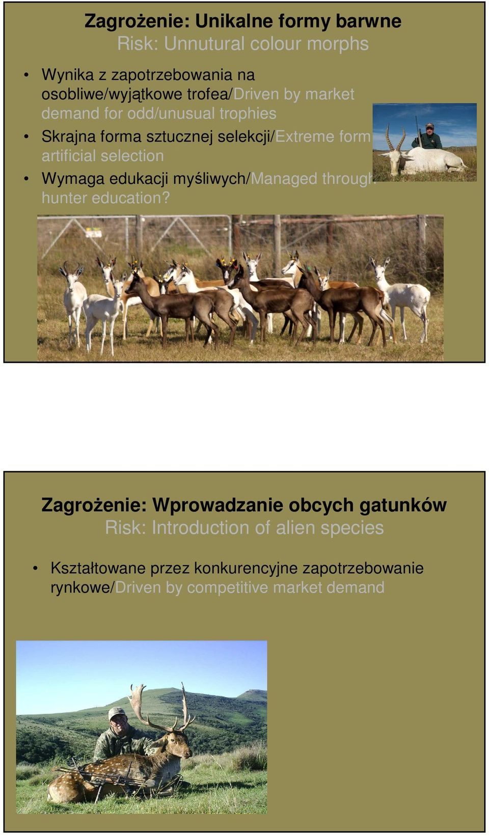 selection Wymaga edukacji myśliwych/managed through hunter education?