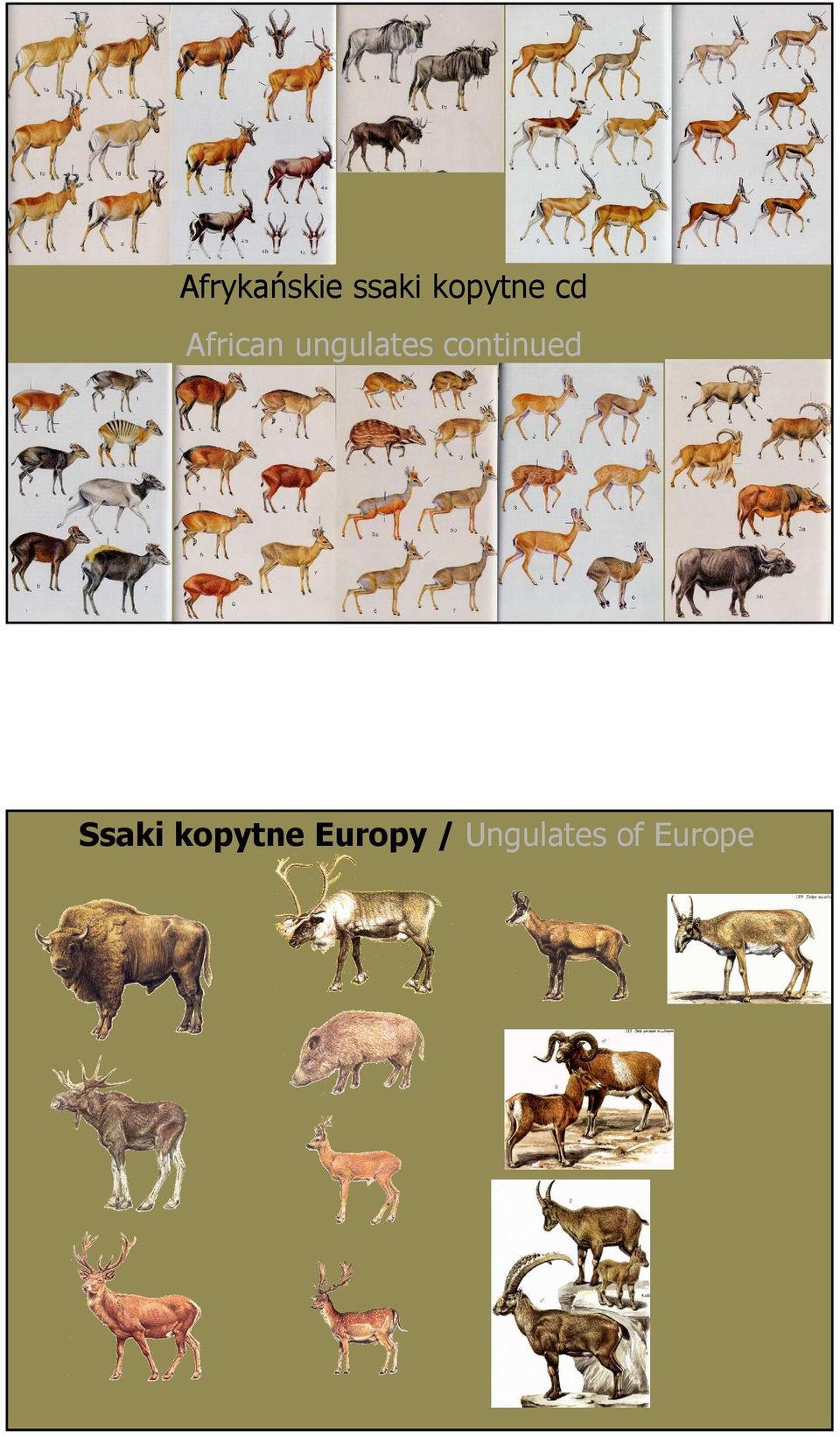 ungulates continued