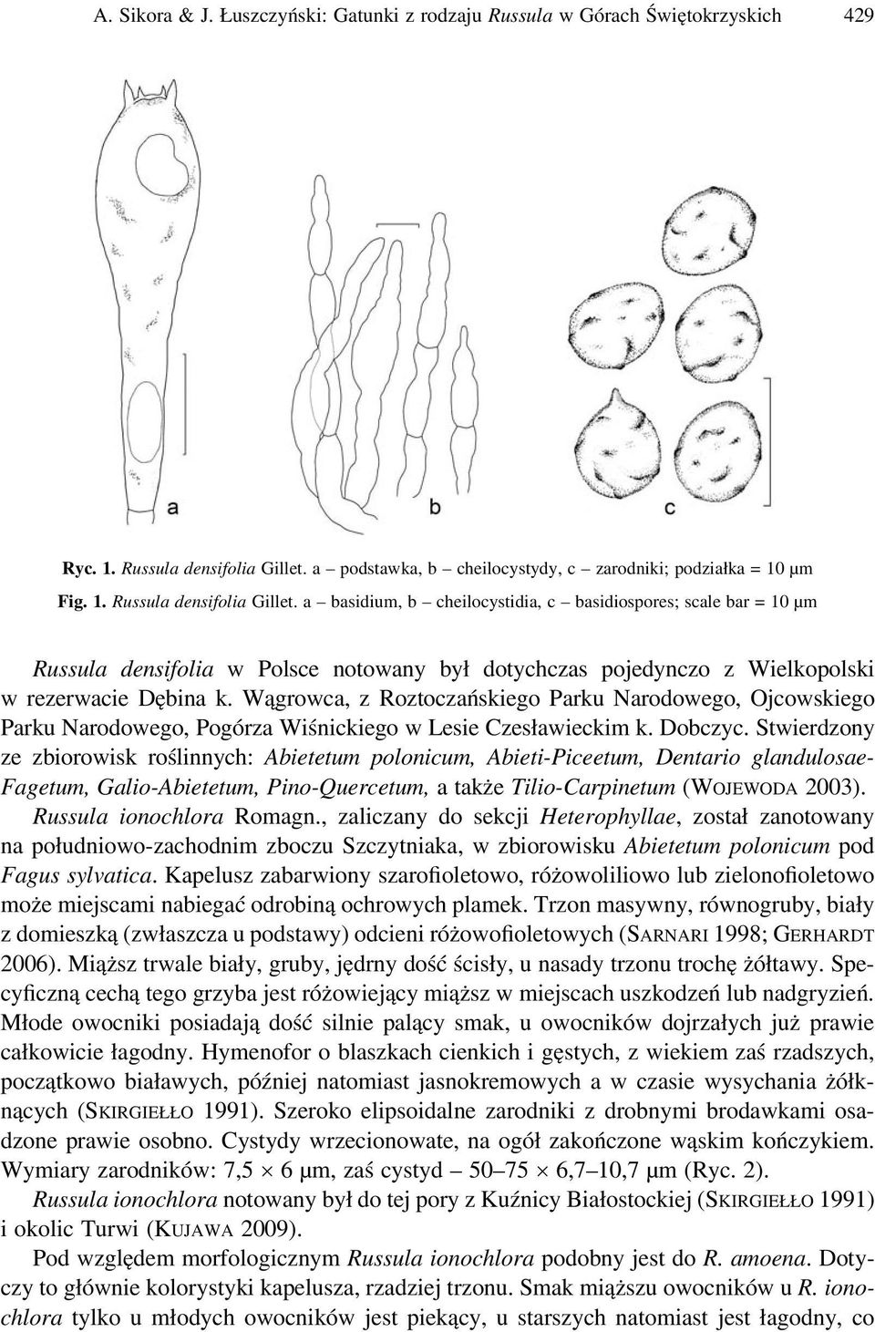 a basidium, b cheilocystidia, c basidiospores; scale bar = 10 μm Russula densifolia w Polsce notowany był dotychczas pojedynczo z Wielkopolski w rezerwacie Dębina k.