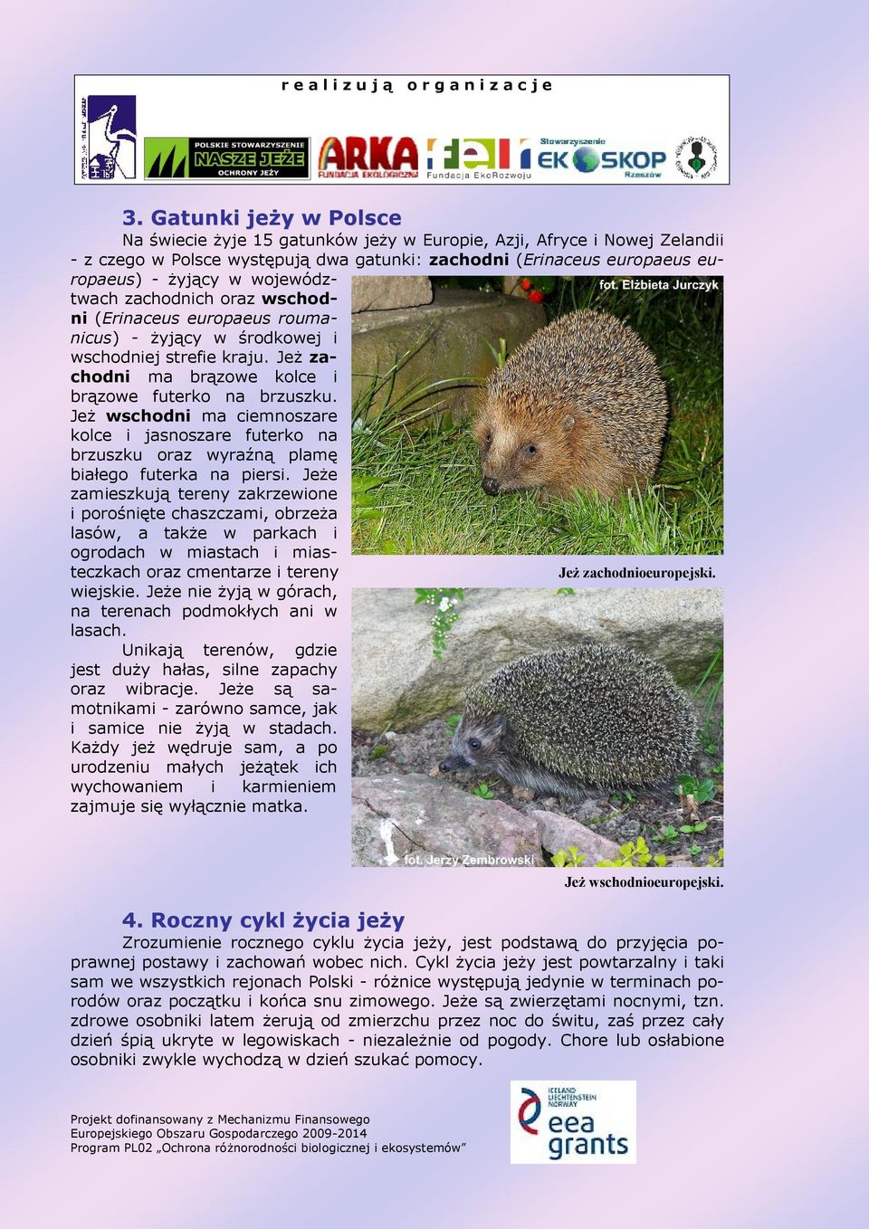 Jeż wschodni ma ciemnoszare kolce i jasnoszare futerko na brzuszku oraz wyraźną plamę białego futerka na piersi.