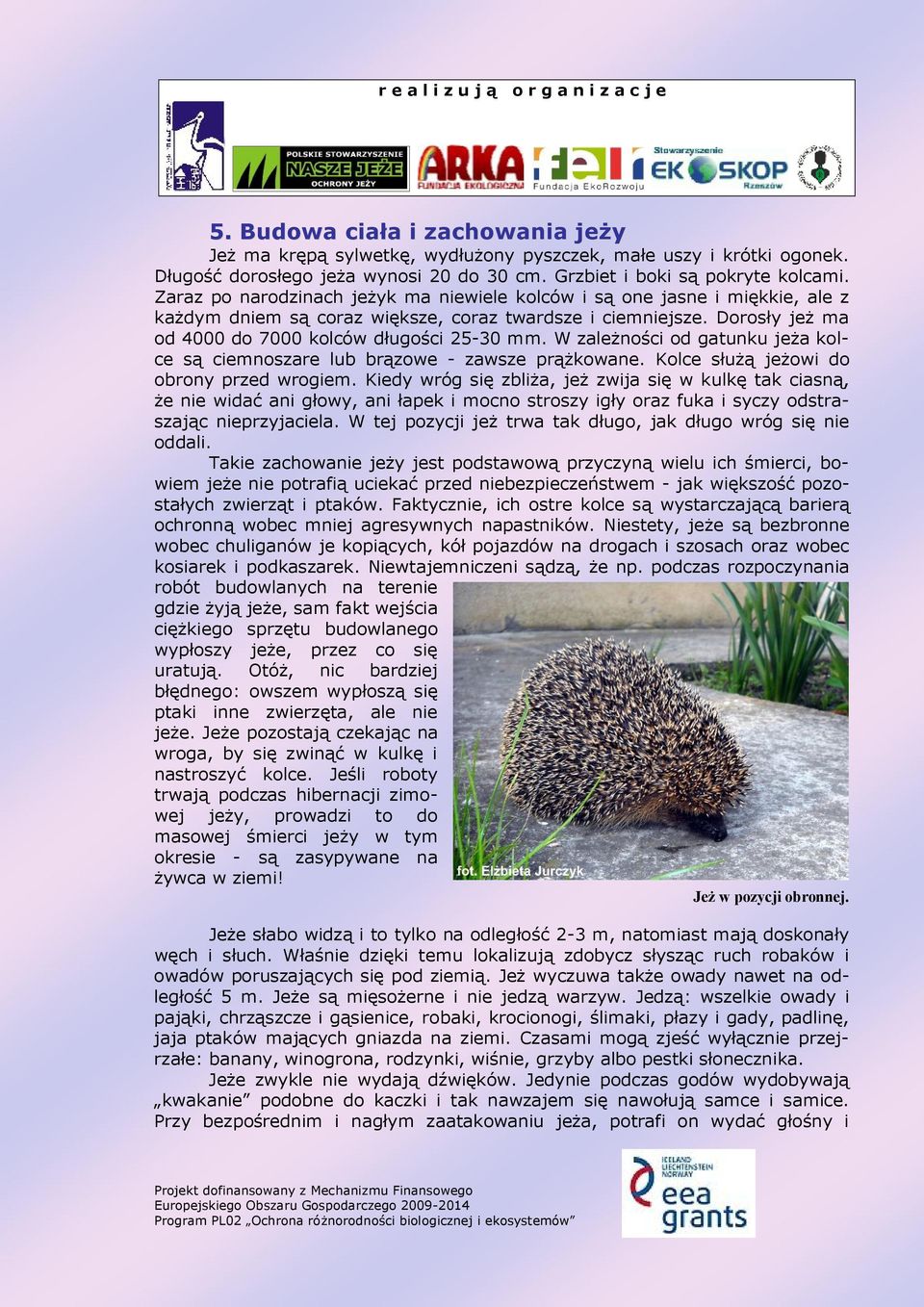 W zależności od gatunku jeża kolce są ciemnoszare lub brązowe - zawsze prążkowane. Kolce służą jeżowi do obrony przed wrogiem.