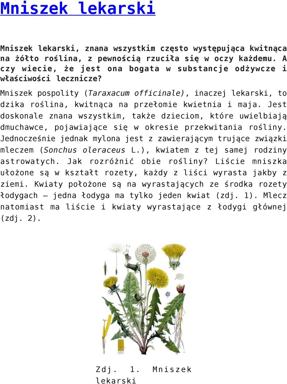 Jest doskonale znana wszystkim, także dzieciom, które uwielbiają dmuchawce, pojawiające się w okresie przekwitania rośliny.