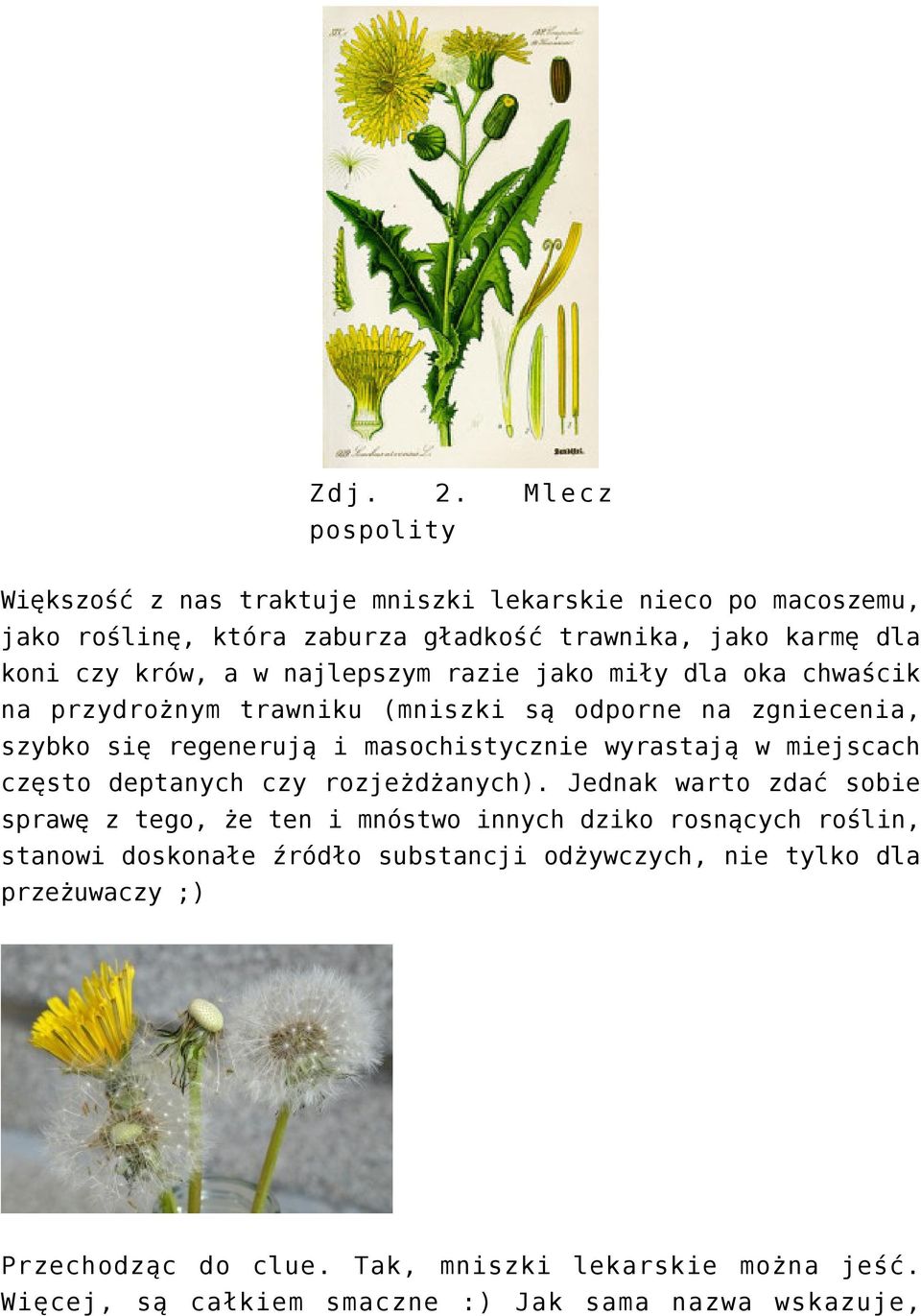najlepszym razie jako miły dla oka chwaścik na przydrożnym trawniku (mniszki są odporne na zgniecenia, szybko się regenerują i masochistycznie wyrastają w