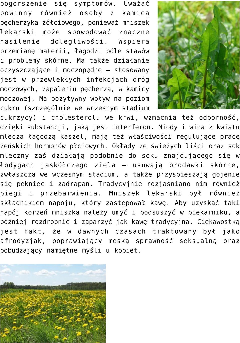 Ma także działanie oczyszczające i moczopędne stosowany jest w przewlekłych infekcjach dróg moczowych, zapaleniu pęcherza, w kamicy moczowej.