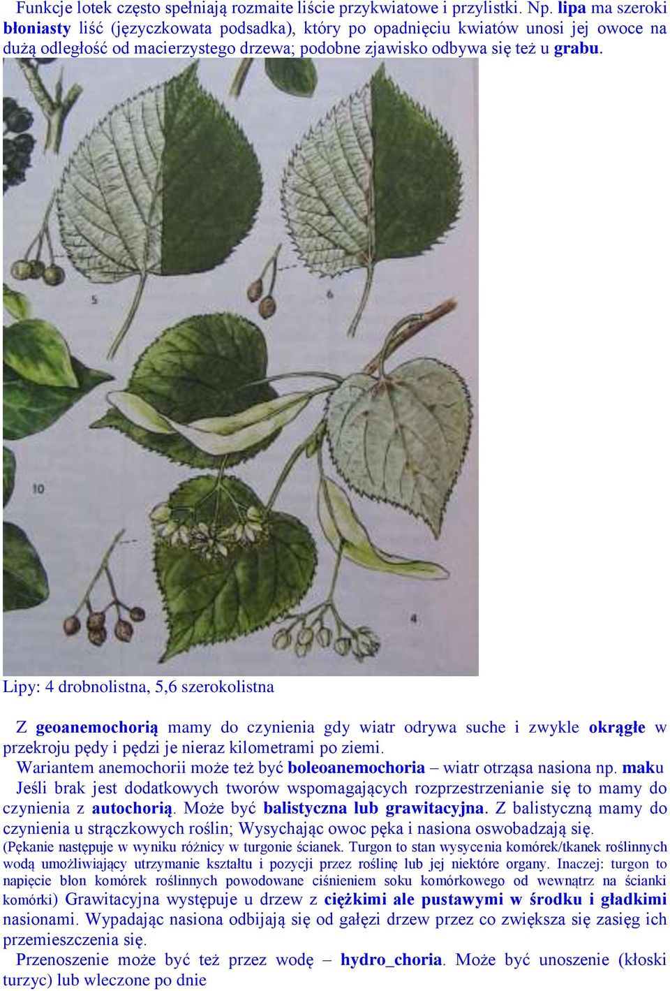 Lipy: 4 drobnolistna, 5,6 szerokolistna Z geoanemochorią mamy do czynienia gdy wiatr odrywa suche i zwykle okrągłe w przekroju pędy i pędzi je nieraz kilometrami po ziemi.