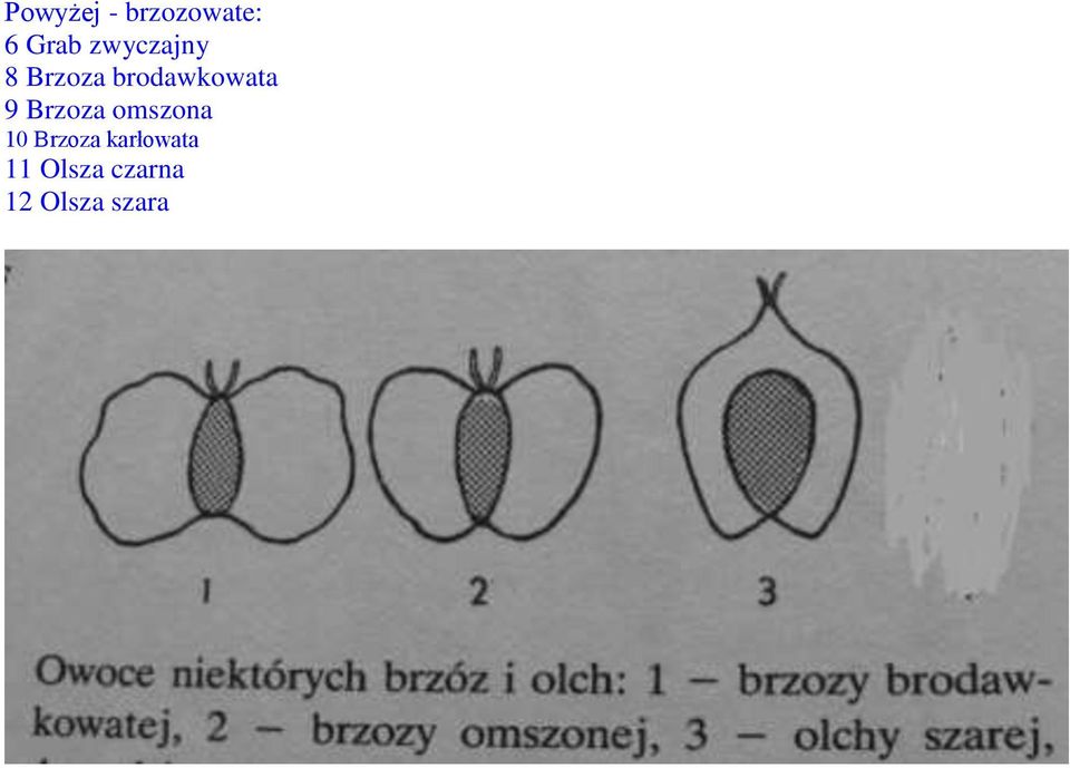 9 Brzoza omszona 10 Brzoza