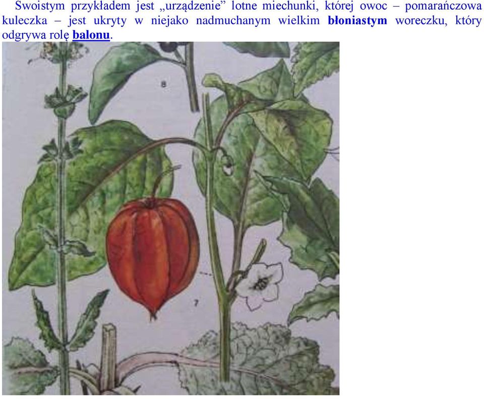 kuleczka jest ukryty w niejako nadmuchanym