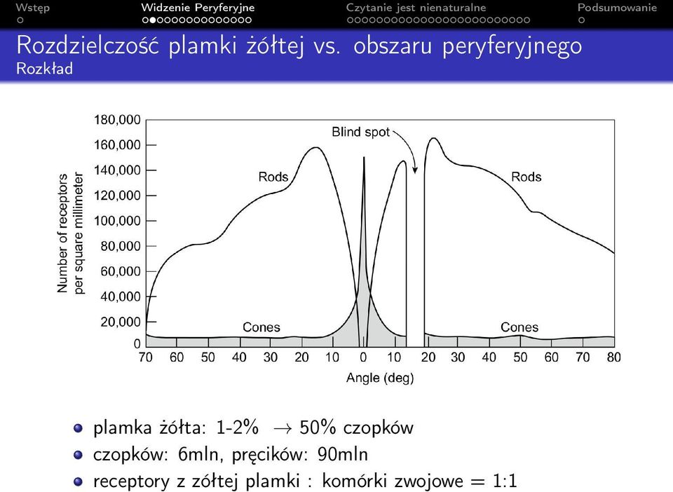 1-2% 50% czopków czopków: 6mln, pręcików: