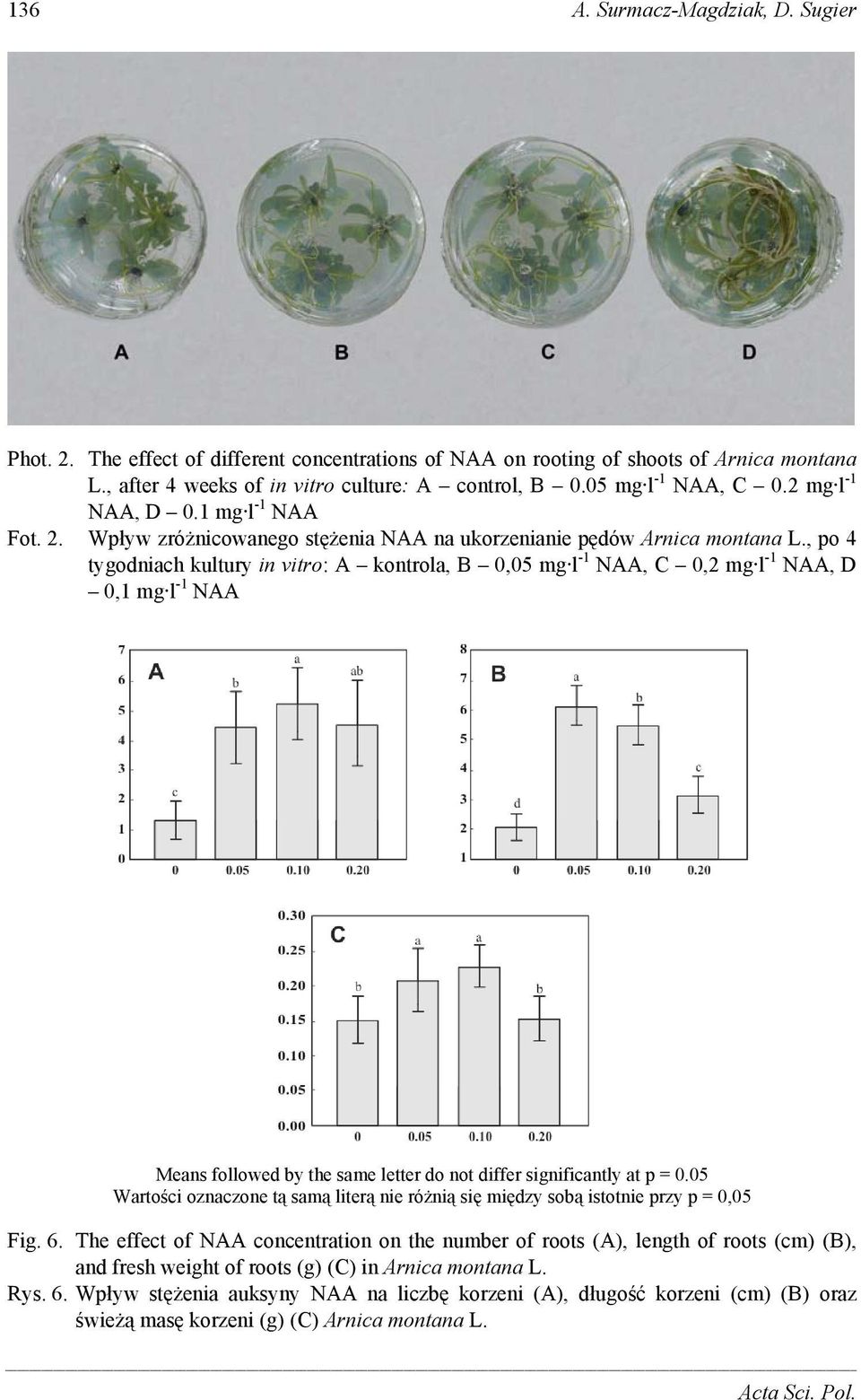 , po 4 tygodniach kultury in vitro: A kontrola, B,5 mg l -1 NAA, C,2 mg l -1 NAA, D,1 mg l -1 NAA Means followed by the same letter do not differ significantly at p =.