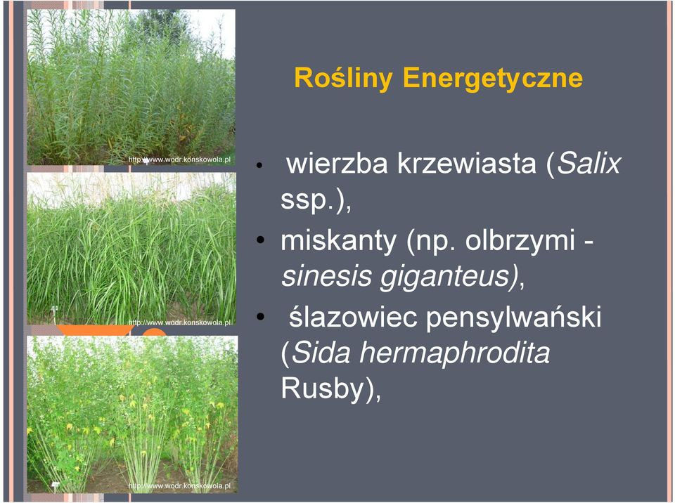 pl wierzba krzewiasta (Salix ssp.), miskanty (np.