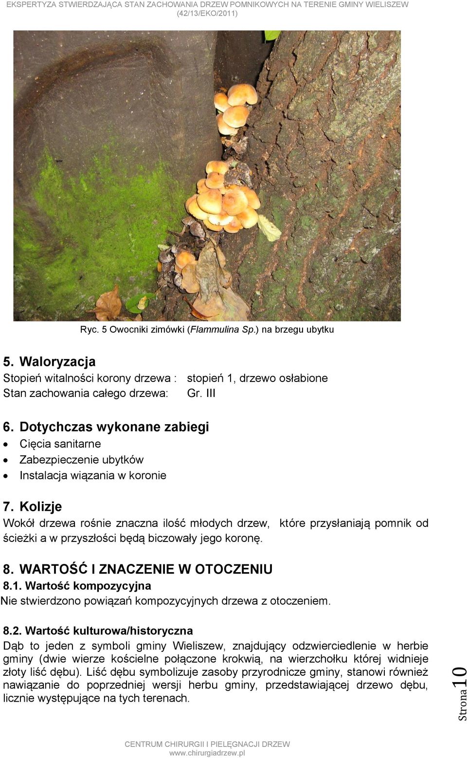 Kolizje Wokół drzewa rośnie znaczna ilość młodych drzew, które przysłaniają pomnik od ścieżki a w przyszłości będą biczowały jego koronę. 8. WARTOŚĆ I ZNACZENIE W OTOCZENIU 8.1.