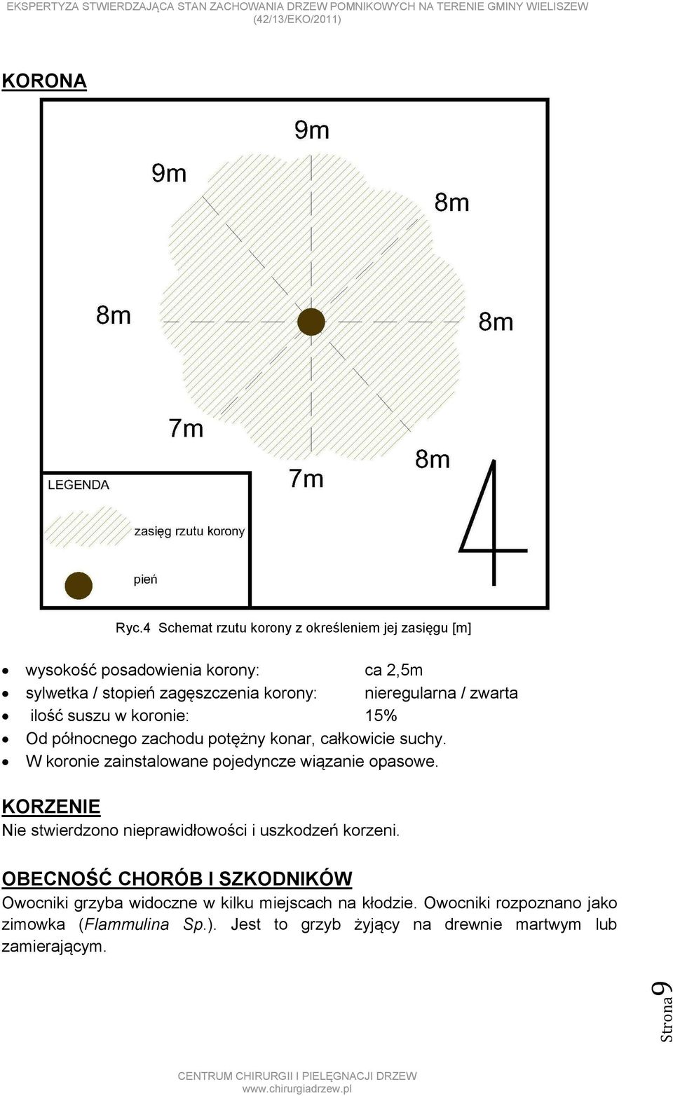 nieregularna / zwarta ilość suszu w koronie: 15% Od północnego zachodu potężny konar, całkowicie suchy.