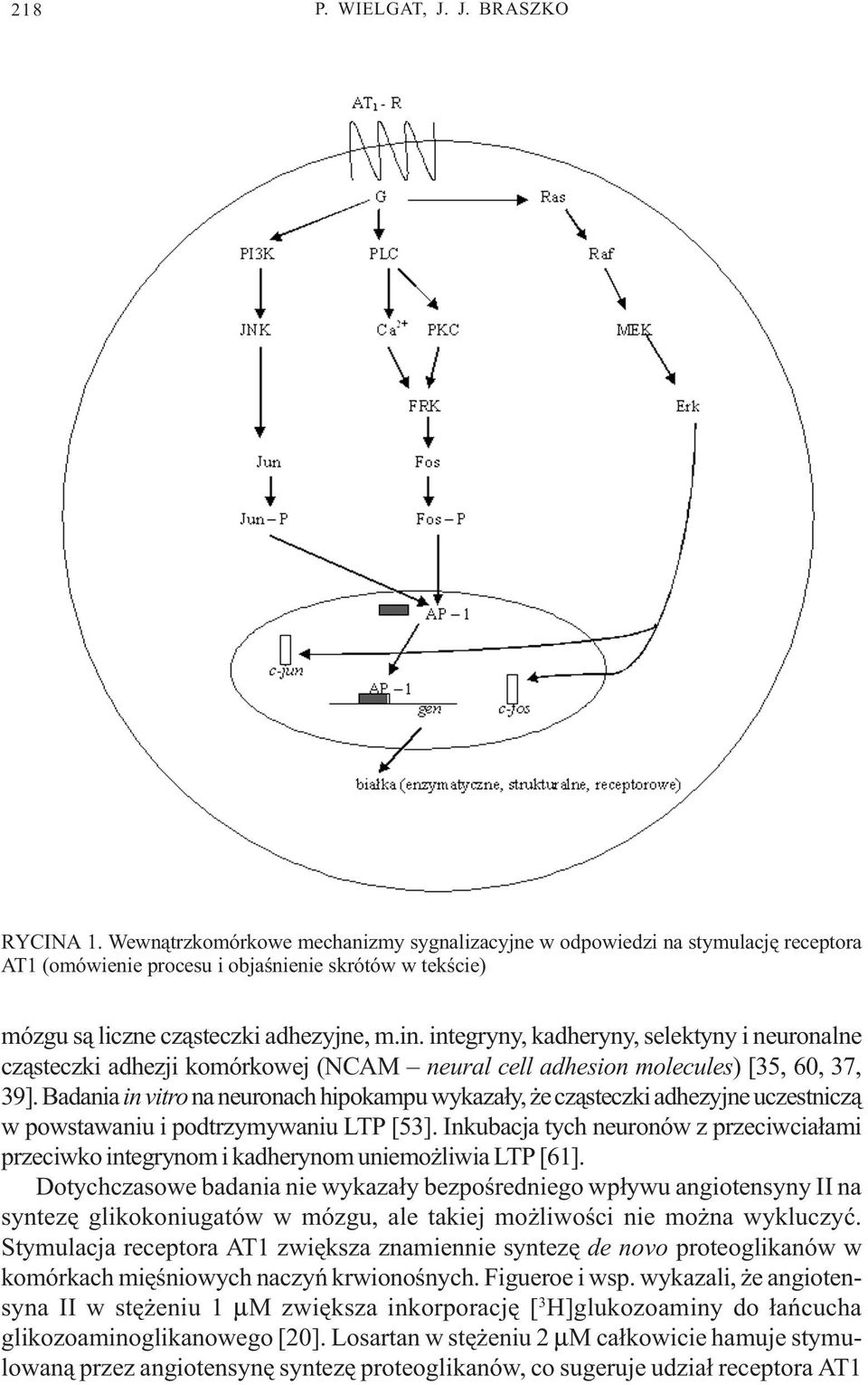 integryny, kadheryny, selektyny i neuronalne cz¹steczki adhezji komórkowej (NCAM neural cell adhesion molecules) [35, 60, 37, 39].