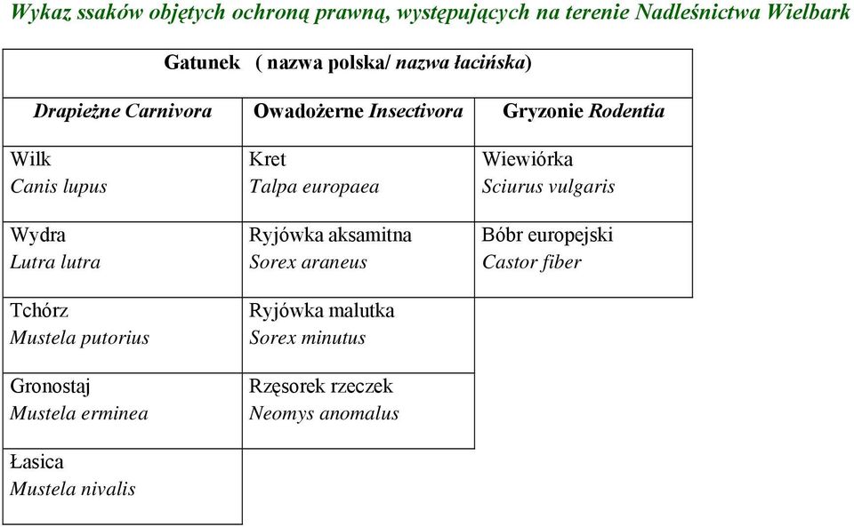 Mustela putorius Gronostaj Mustela erminea Łasica Mustela nivalis Kret Talpa europaea Ryjówka aksamitna Sorex