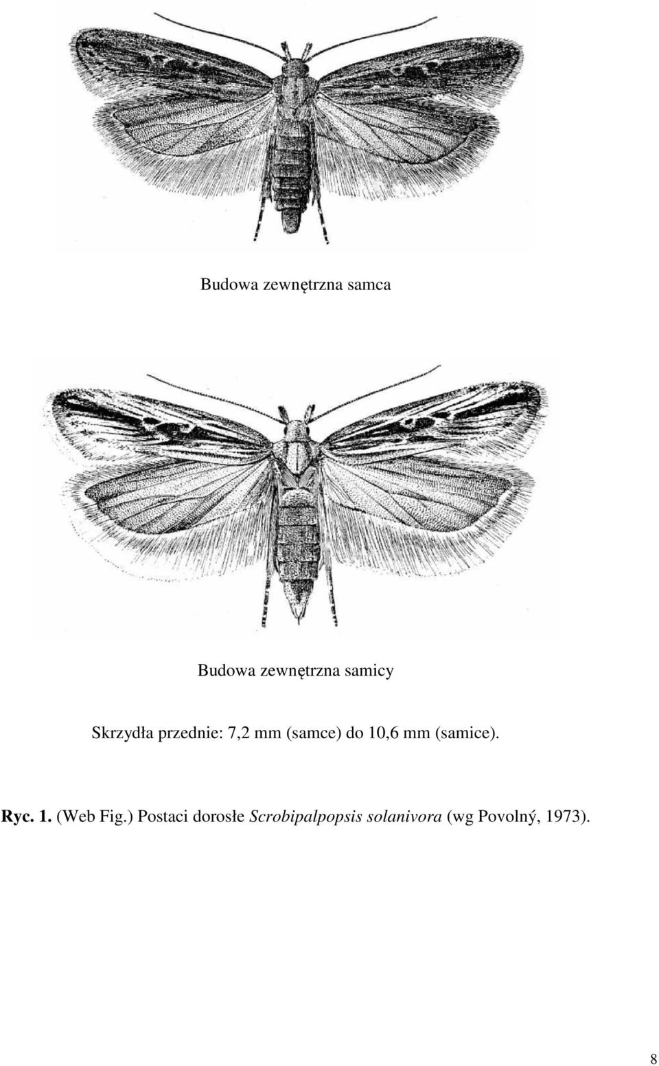 10,6 mm (samice). Ryc. 1. (Web Fig.