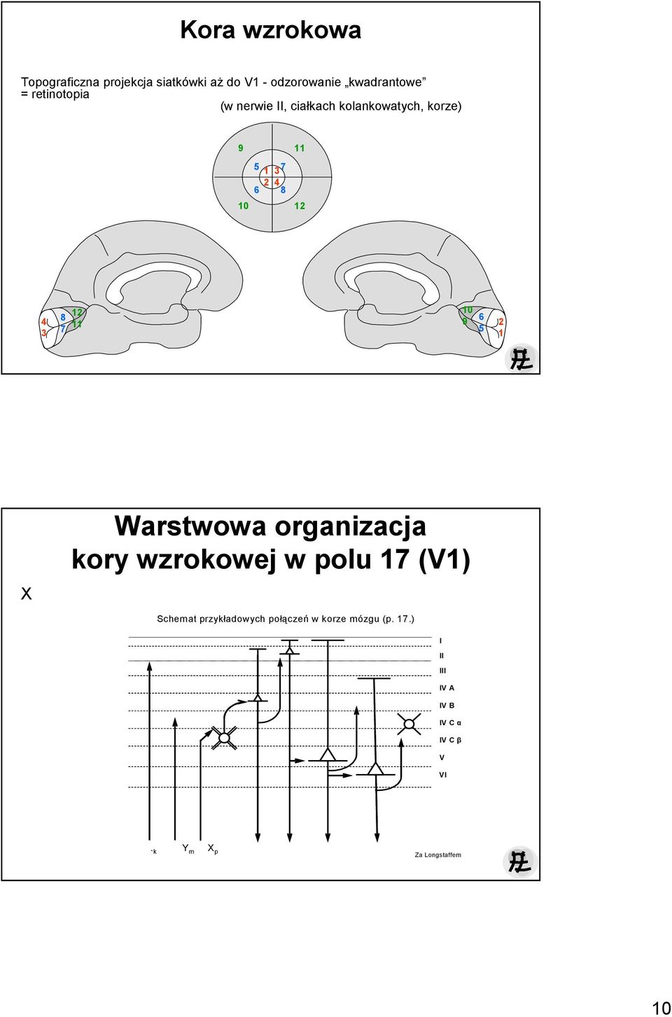 12 11 10 9 6 5 2 1 X Warstwowa organizacja kory wzrokowej w polu 17 (V1) Schemat