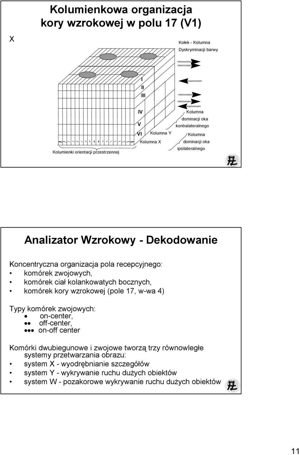 ciał kolankowatych bocznych, komórek kory wzrokowej (pole 17, w-wa 4) Typy komórek zwojowych: on-center, off-center, on-off center Komórki dwubiegunowe i zwojowe tworzą trzy