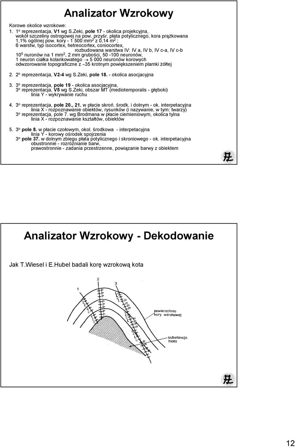 kory - 1 500 mm 2 z 0,14 m 2 ; 6 warstw, typ isocortex, hetreocortex, coniocortex, rozbudowana warstwa IV: IV a, IV b, IV c-a, IV c-b 10 5 nuronów na 1 mm 2, 2 mm grubości, 50-100 neuronów, 1 neuron