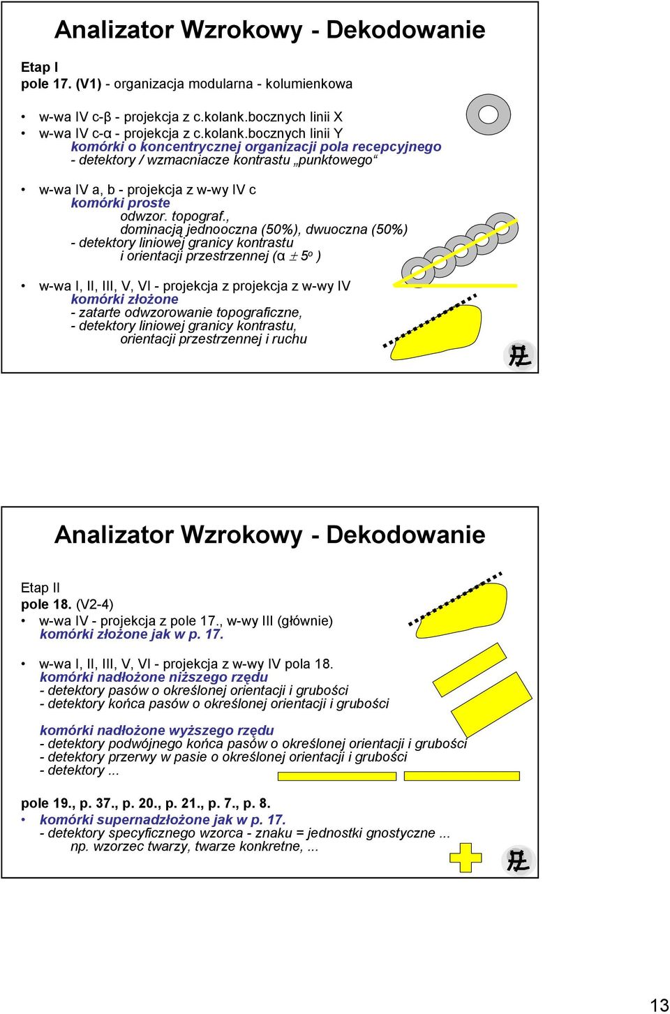 bocznych linii Y komórki o koncentrycznej organizacji pola recepcyjnego - detektory / wzmacniacze kontrastu punktowego w-wa IV a, b - projekcja z w-wy IV c komórki proste odwzor. topograf.