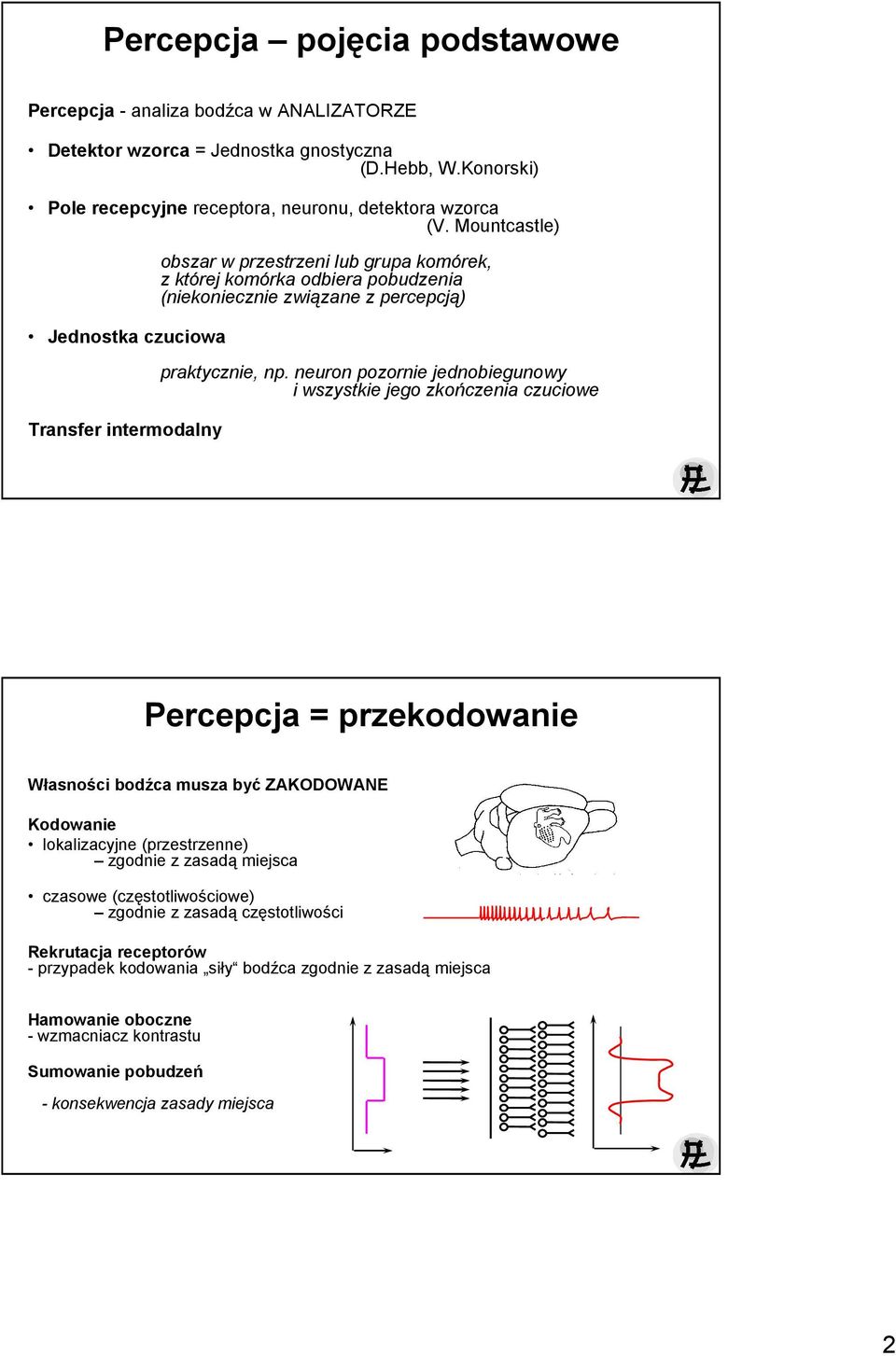 neuron pozornie jednobiegunowy i wszystkie jego zkończenia czuciowe Percepcja = przekodowanie Własności bodźca musza być ZAKODOWANE Kodowanie lokalizacyjne (przestrzenne) zgodnie z zasadą miejsca