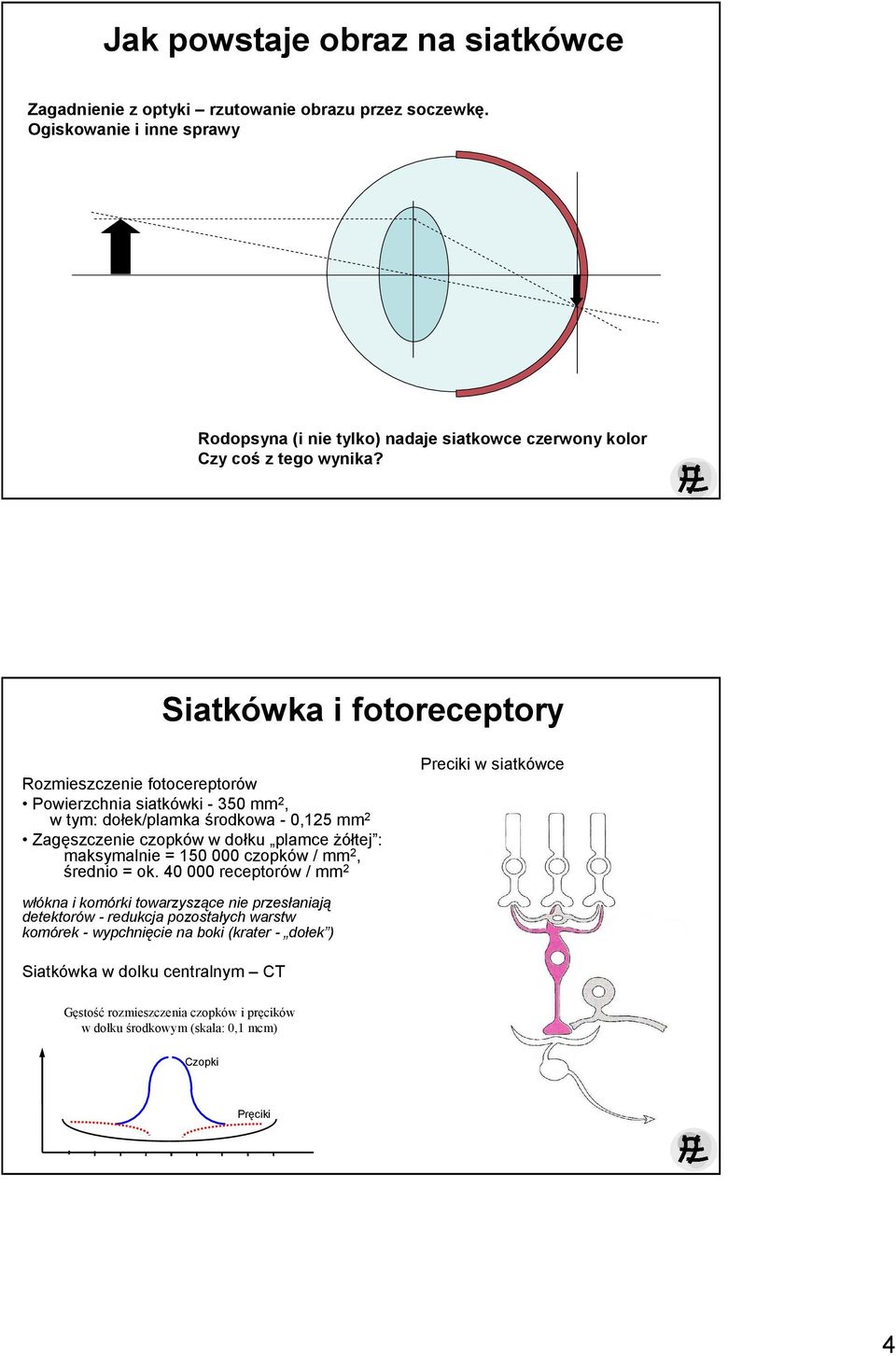 Siatkówka i fotoreceptory Rozmieszczenie fotocereptorów Powierzchnia siatkówki - 350 mm 2, w tym: dołek/plamka środkowa - 0,125 mm 2 Zagęszczenie czopków w dołku plamce Ŝółtej :