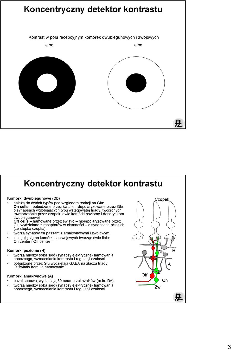 dwubiegunowej Off cells hamowane przez światło hiperpolaryzowane przez Glu wydzielane z receptorów w ciemności o synapsach płaskich (ze stopką czopka), tworzą synapsy en passant z amakrynowymi i