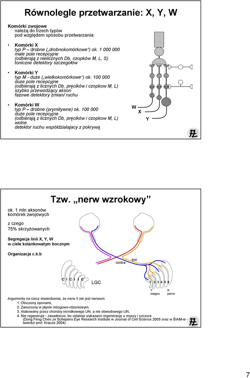 100 000 duze pole recepcyjne (odbierają z licznych Db, pręcików i czopkow M, L) szybko przewodzący akson fazowe detektory zmian/ ruchu Komórki W typ P drobne (prymitywne) ok.