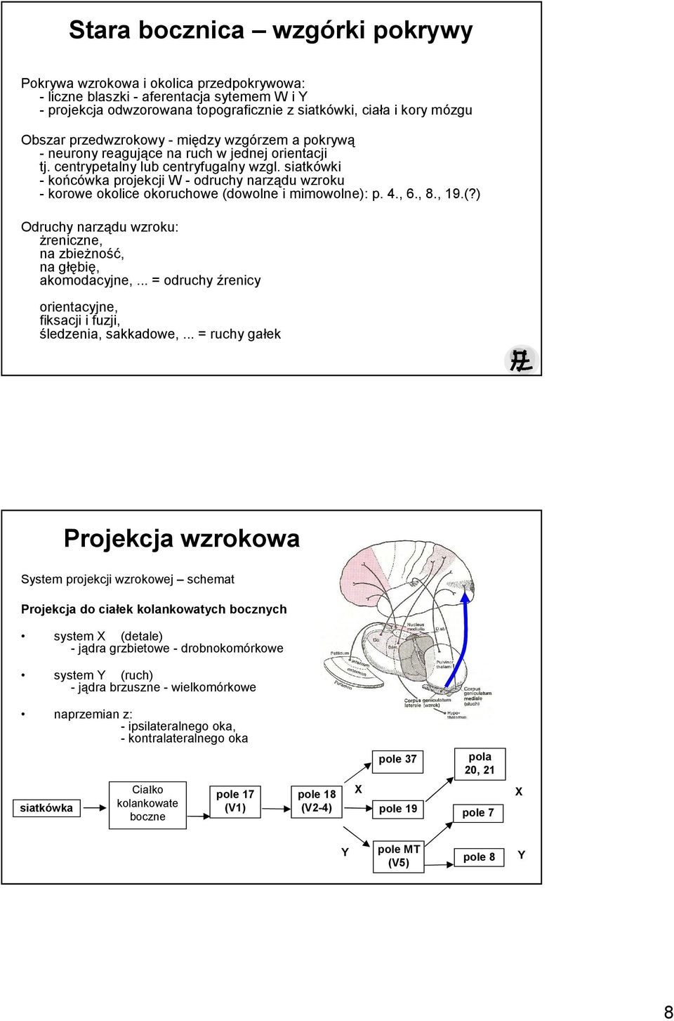 siatkówki - końcówka projekcji W - odruchy narządu wzroku - korowe okolice okoruchowe (dowolne i mimowolne): p. 4., 6., 8., 19.(?) Odruchy narządu wzroku: Ŝreniczne, na zbieŝność, na głębię, akomodacyjne,.