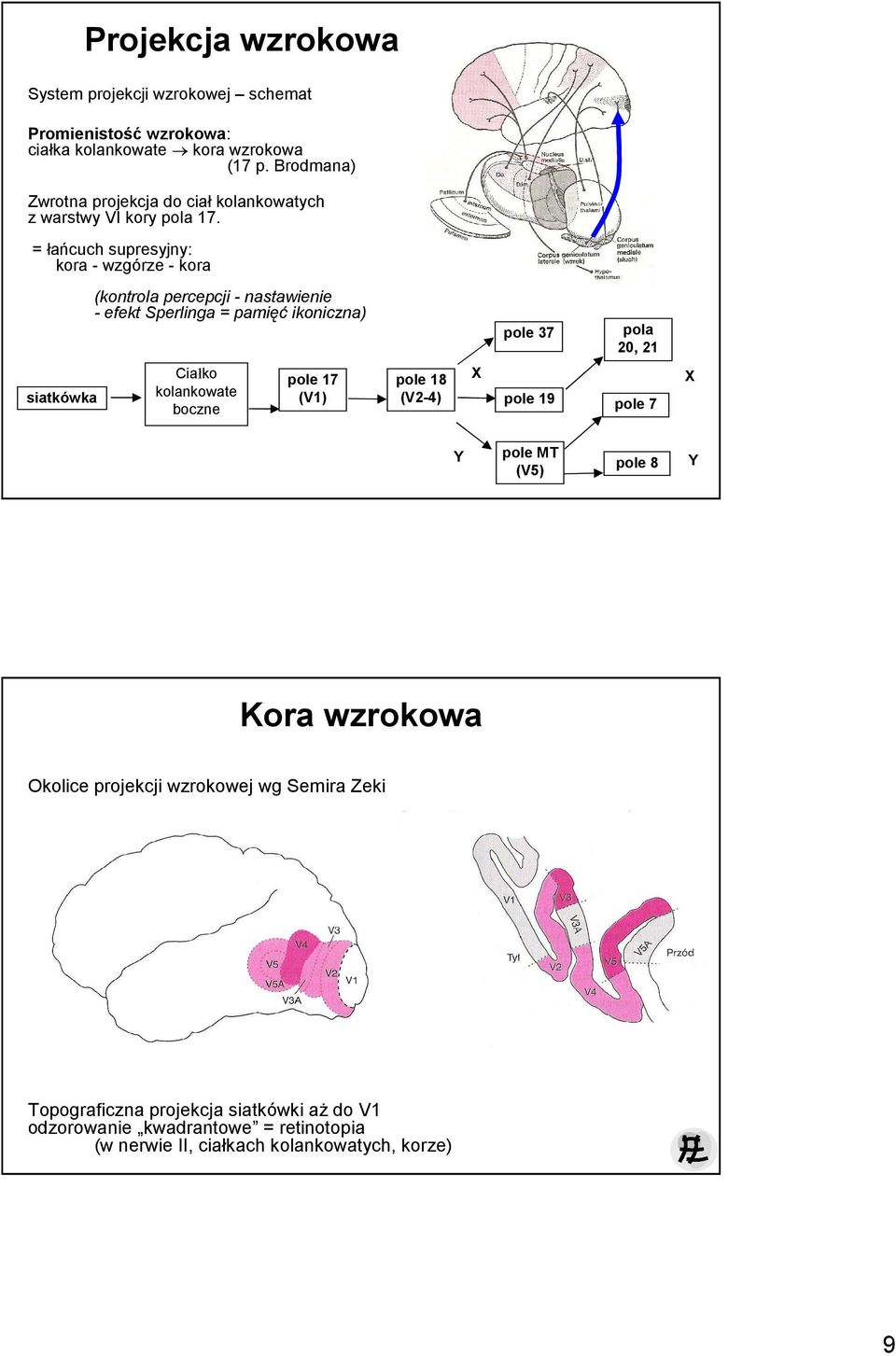 = łańcuch supresyjny: kora - wzgórze - kora siatkówka (kontrola percepcji - nastawienie - efekt Sperlinga = pamięć ikoniczna) Ciałko kolankowate boczne