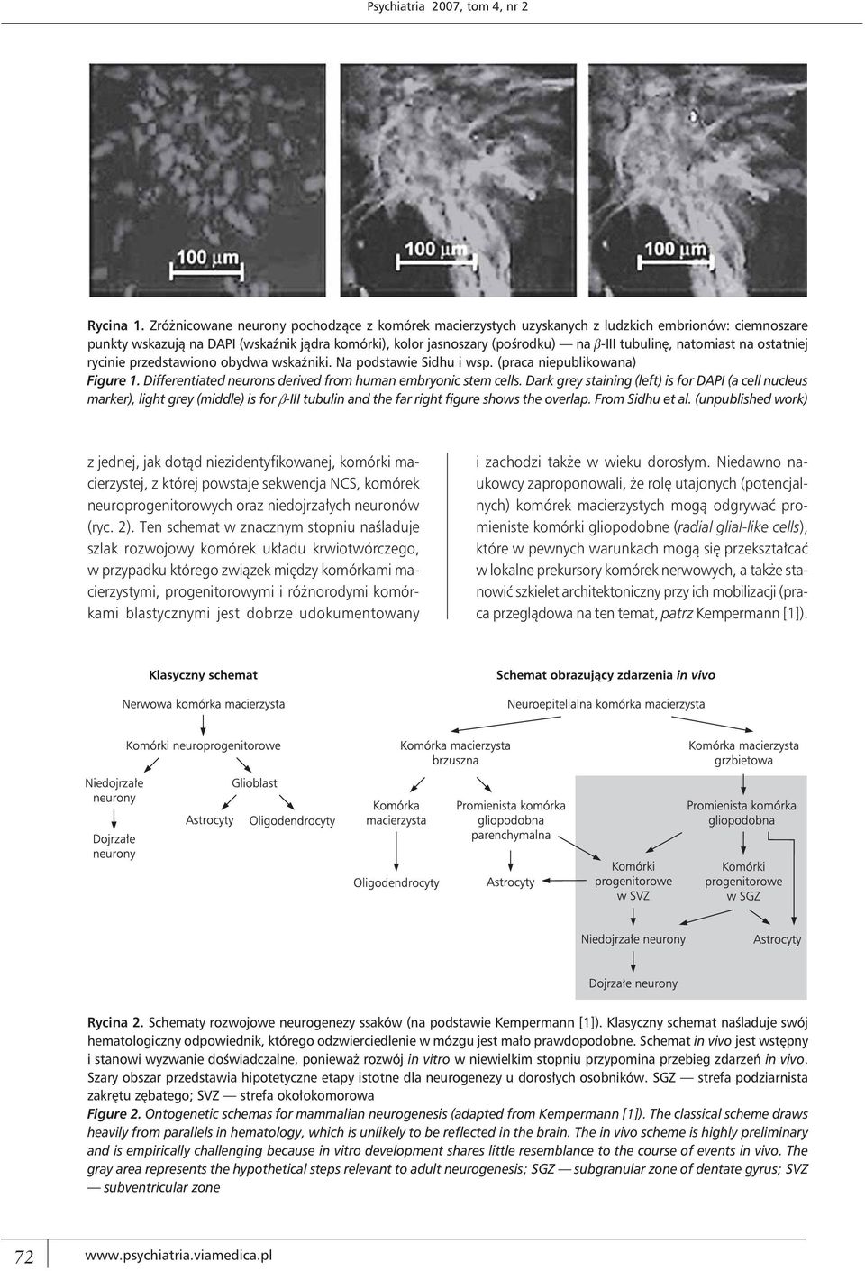 natomiast na ostatniej rycinie przedstawiono obydwa wskaźniki. Na podstawie Sidhu i wsp. (praca niepublikowana) Figure 1. Differentiated neurons derived from human embryonic stem cells.