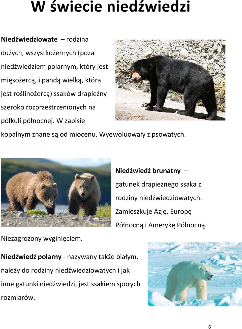 Wyewoluowały z psowatych. Niedźwiedź brunatny gatunek drapieżnego ssaka z rodziny niedźwiedziowatych.