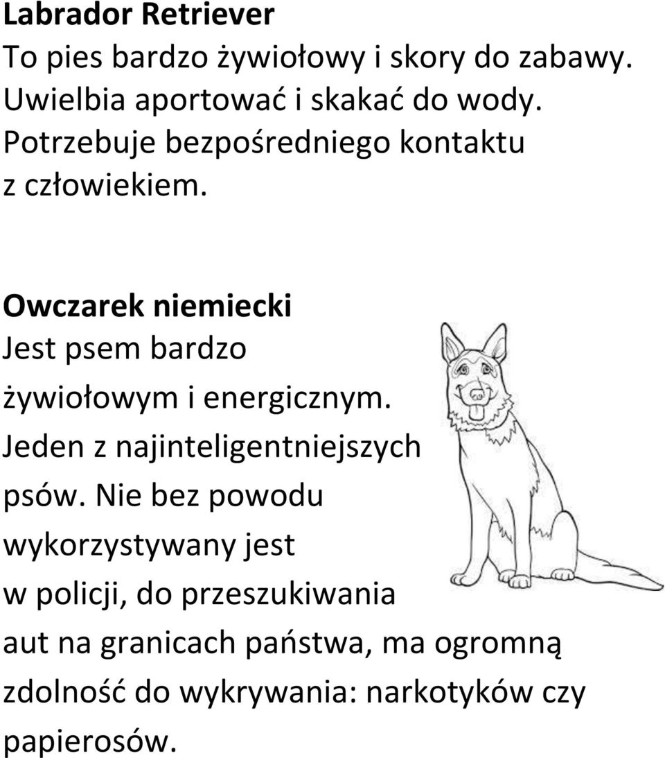 Owczarek niemiecki Jest psem bardzo żywiołowym i energicznym. Jeden z najinteligentniejszych psów.