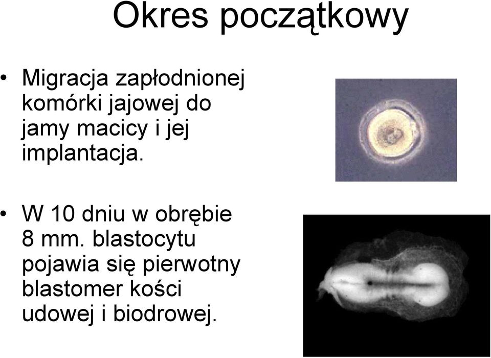 implantacja. W 10 dniu w obrębie 8 mm.