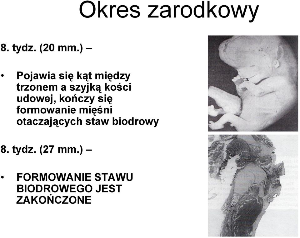 udowej, kończy się formowanie mięśni otaczających