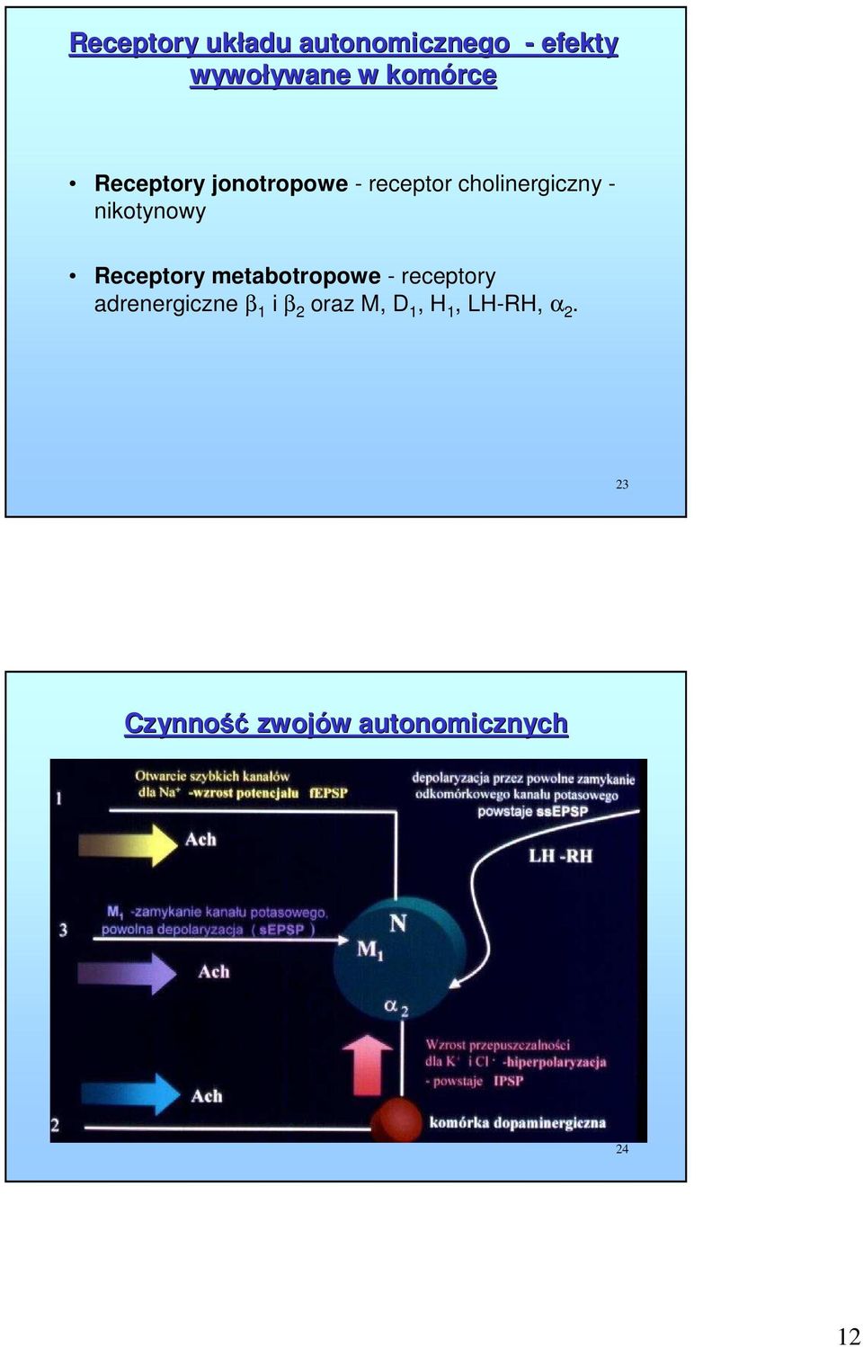 nikotynowy Receptory metabotropowe - receptory adrenergiczne β 1