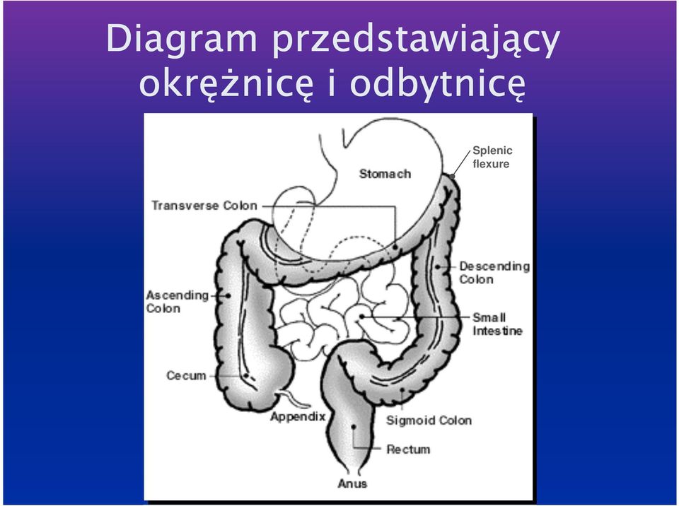 okrężnicę i
