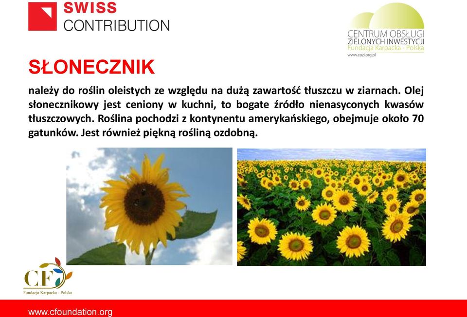 Olej słonecznikowy jest ceniony w kuchni, to bogate źródło nienasyconych