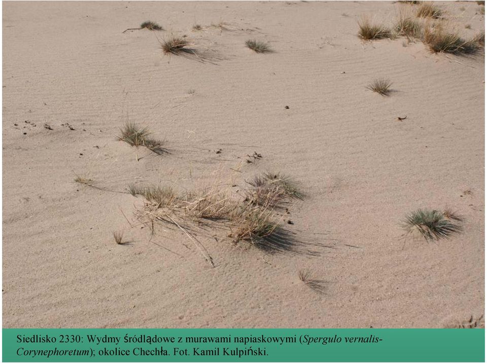 (Spergulo vernalis-