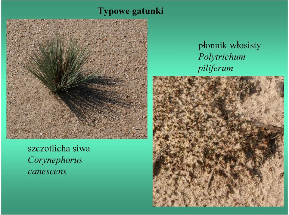 piliferum szczotlicha