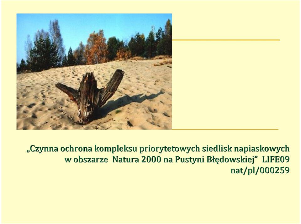 napiaskowych w obszarze Natura