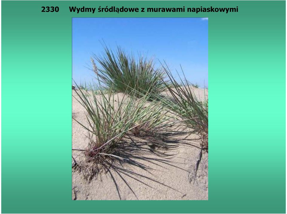 z murawami
