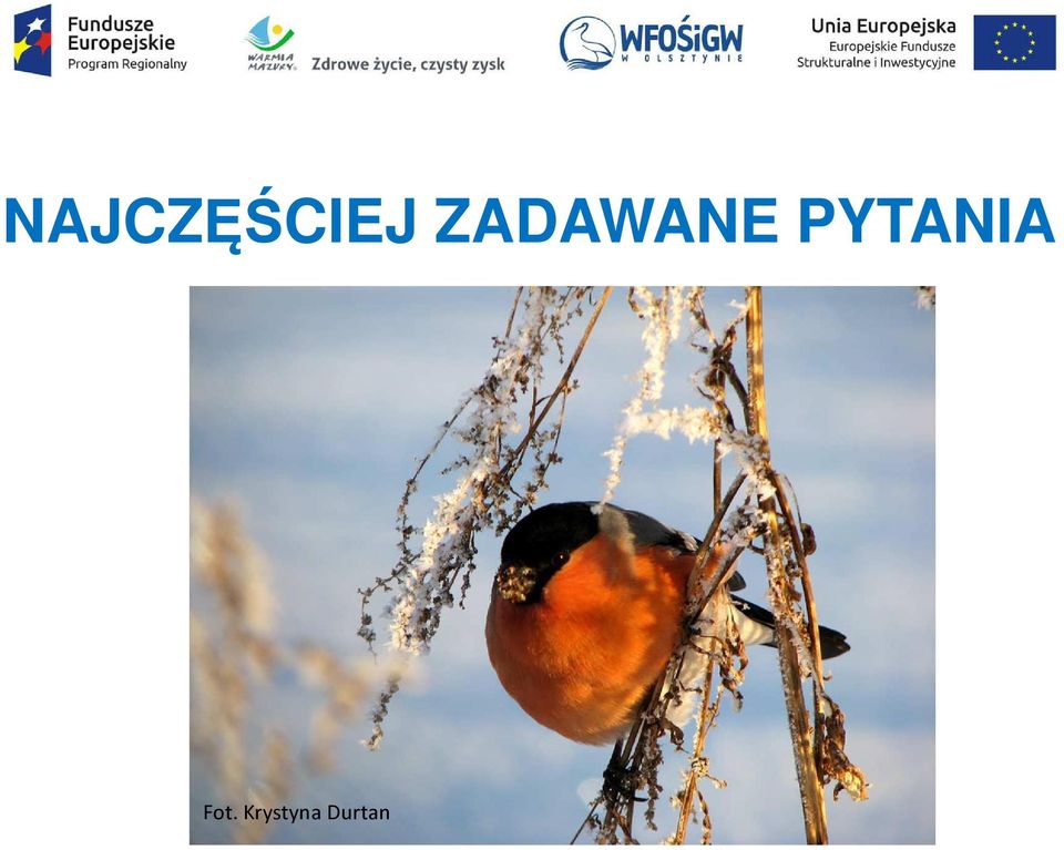 PYTANIA Fot.