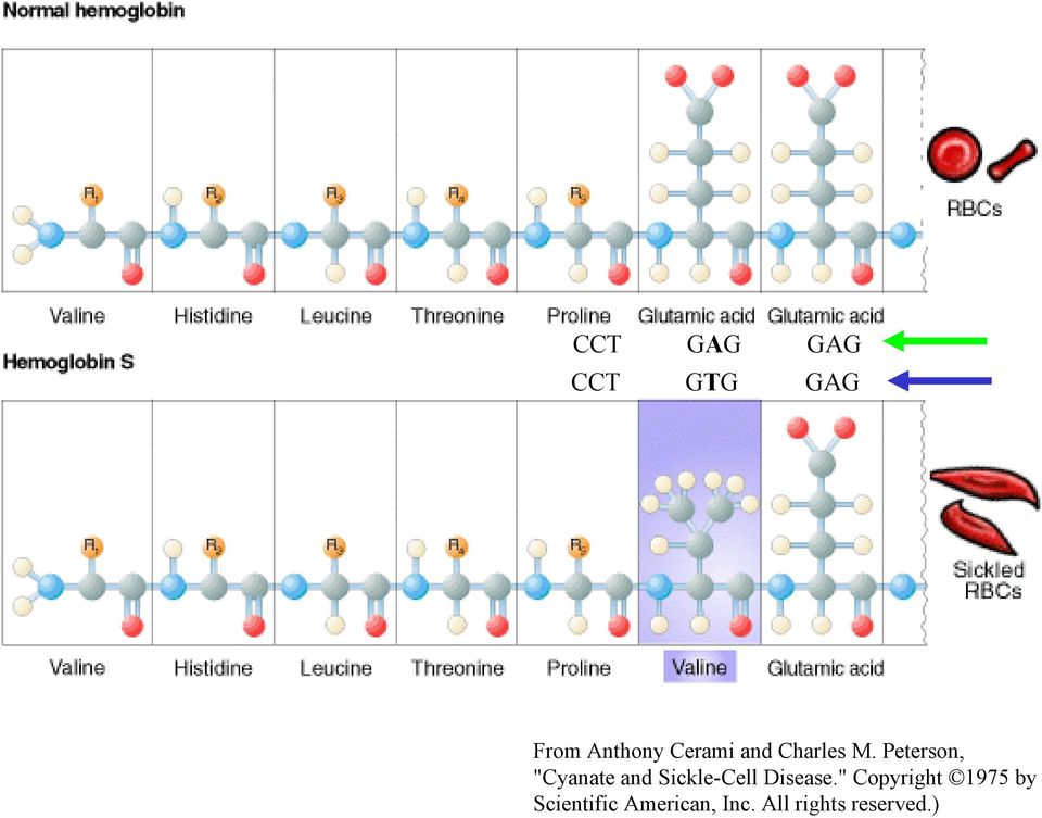 Peterson, "Cyanate and Sickle-Cell Disease.