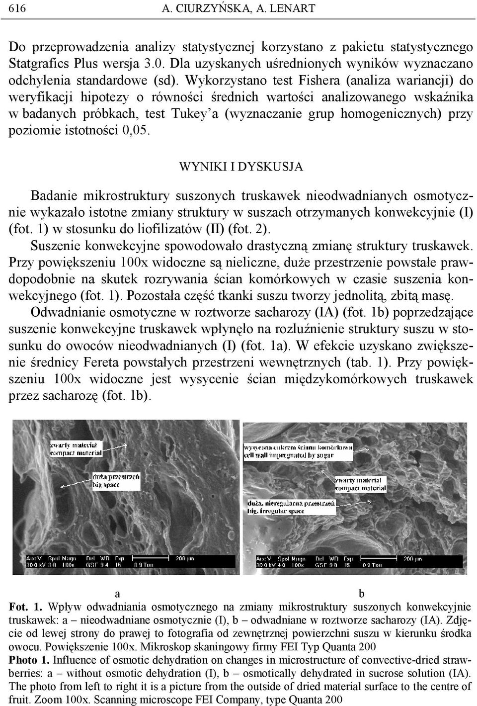 WYNIKI I DYSKUSJA Bdnie mikrostruktury suszonych truskwek nieodwdninych osmotycznie wykzło istotne zminy struktury w suszch otrzymnych konwekcyjnie (I) (fot. 1) w stosunku do liofiliztów (II) (fot.