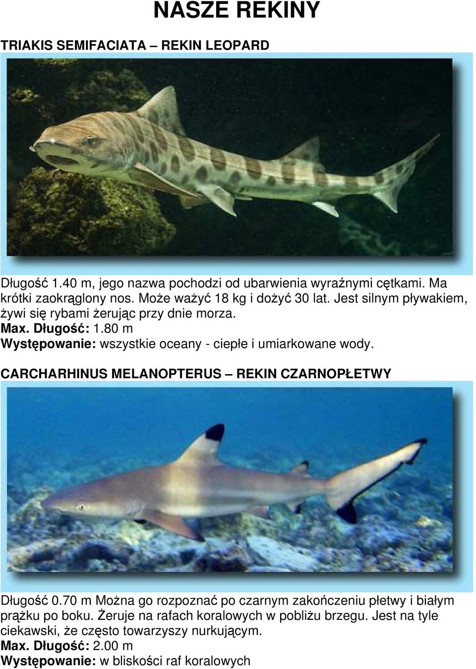 80 m Występowanie: wszystkie oceany - ciepłe i umiarkowane wody. CARCHARHINUS MELANOPTERUS REKIN CZARNOPŁETWY Długość 0.