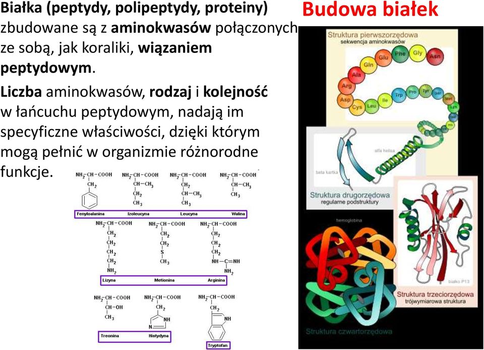 Liczba aminokwasów, rodzaj i kolejność w łańcuchu peptydowym, nadają im