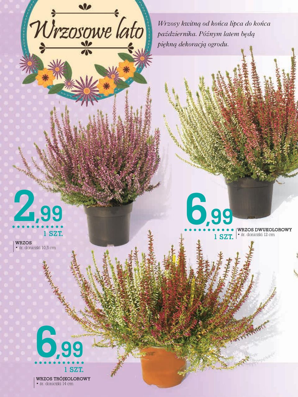 2,99 wrzos śr.