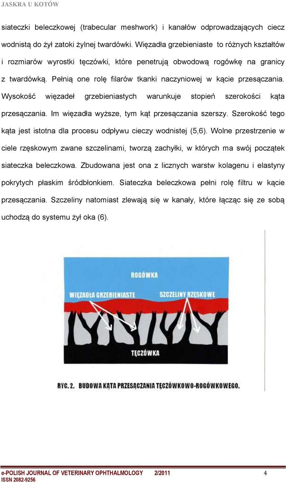 Wysokość więzadeł grzebieniastych warunkuje stopień szerokości kąta przesączania. Im więzadła wyższe, tym kąt przesączania szerszy.