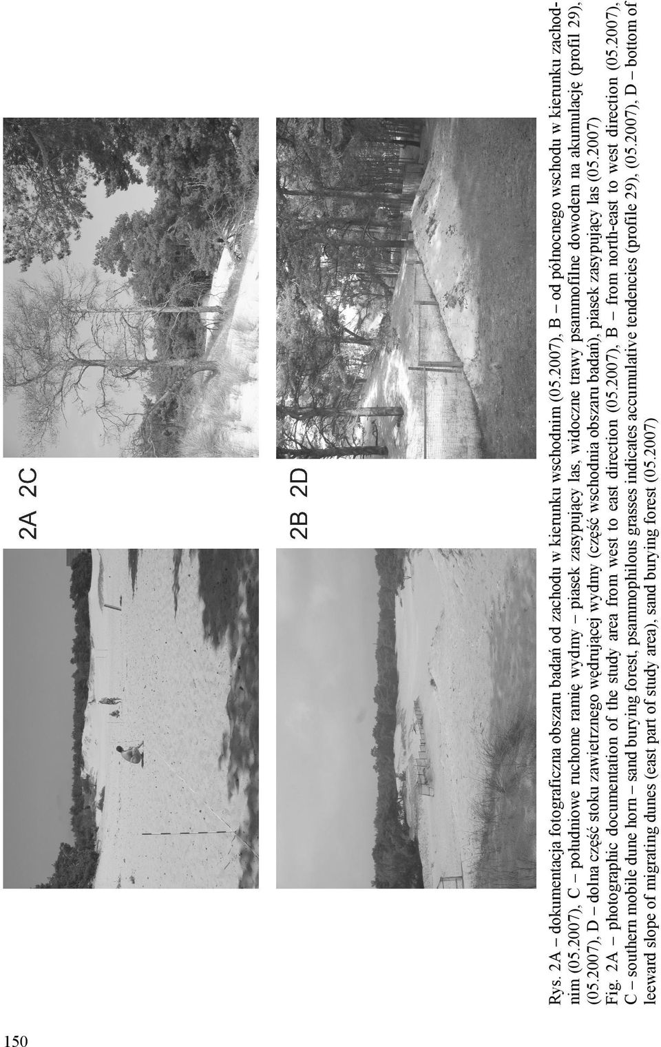 2007), D dolna część stoku zawietrznego wędrującej wydmy (część wschodnia obszaru badań), piasek zasypujący las (05.2007) Fig.