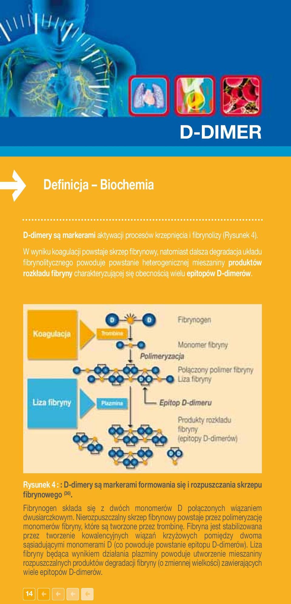 obecnością wielu epitopów D-dimerów. Rysunek 4 : : D-dimery są markerami formowania się i rozpuszczania skrzepu fibrynowego (36).